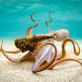 Capture the Beauty of Hawaii in Kailua-Kona Photography Contests and Competitions
