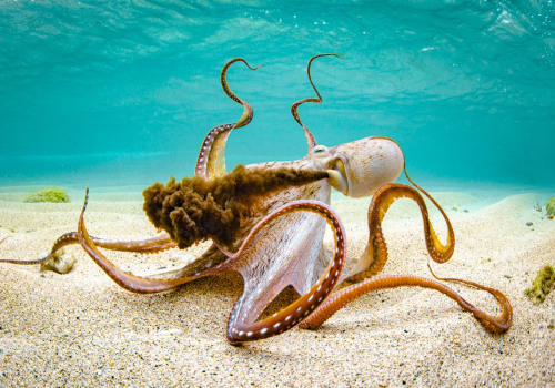 Capture the Beauty of Hawaii in Kailua-Kona Photography Contests and Competitions